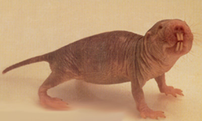 nakedmolerat.jpg